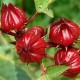 Hibiscus - Asian Sour Leaf - Roselle seeds - Hoa Bup Giam - Atiso Do