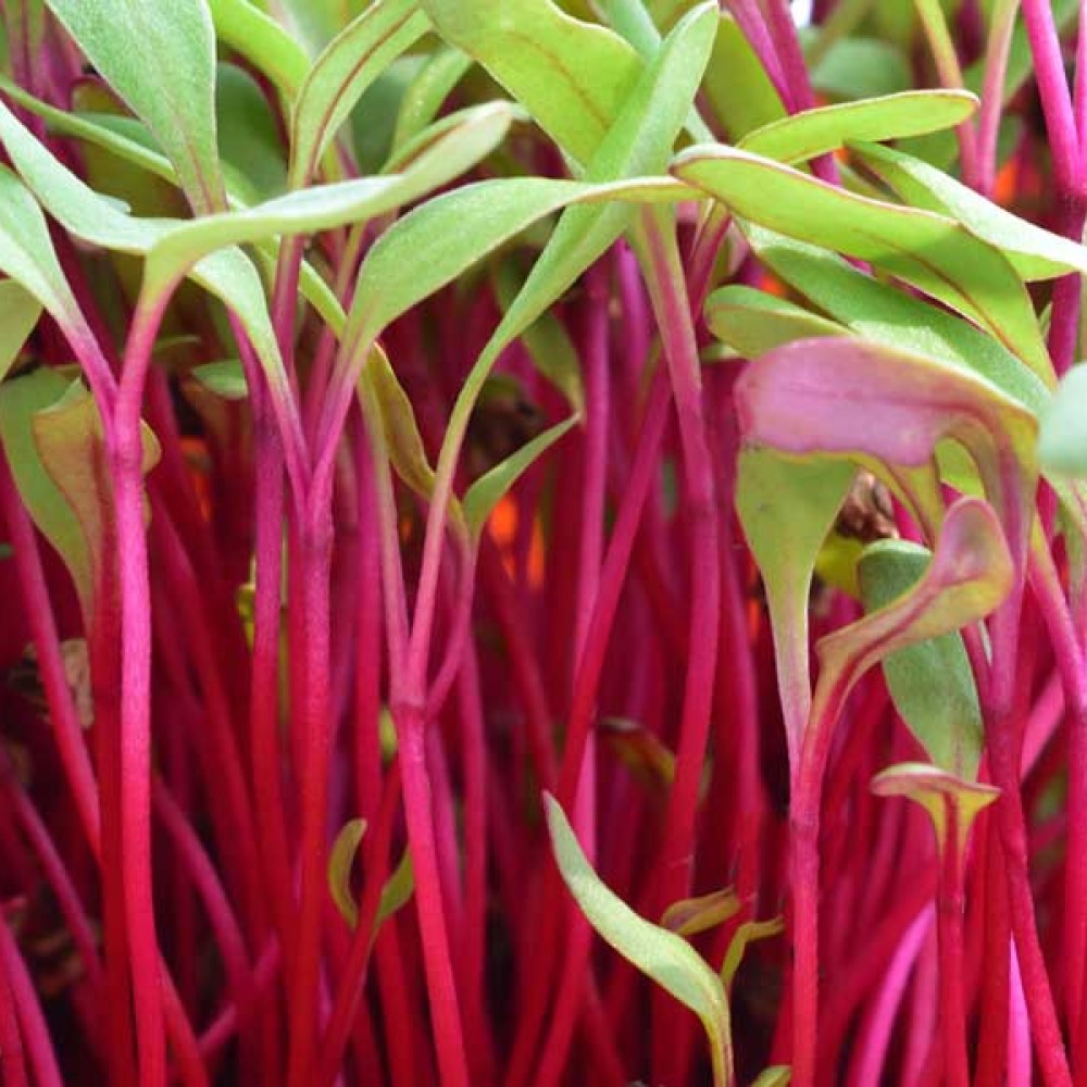 Microbeet Beet Microgreen Seeds