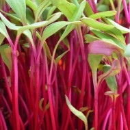 Beet Microgreen Seeds for Planting (Hạt Mầm Củ Dền)