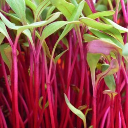 Beet Microgreen Seeds for Planting (Hạt Mầm Củ Dền)