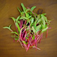 Beet Microgreen Seeds for Planting (Hạt Mầm Củ Dền)
