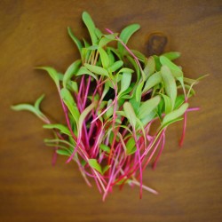 Beet Microgreen Seeds for Planting (Hạt Mầm Củ Dền)