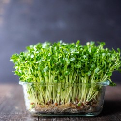 Waltham Broccoli Microgreen Seeds for Planting (Hạt Mầm Bông Cải / Súp Lơ)