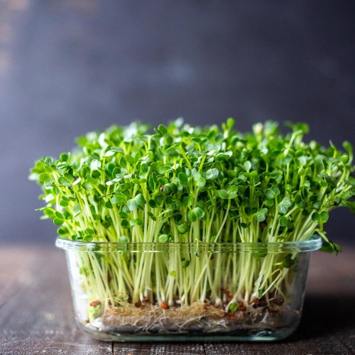 Waltham Broccoli Microgreens seeds - Mầm Bông Cải - Sup Lo