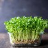 Waltham Broccoli Microgreen Seeds for Planting (Hạt Mầm Bông Cải / Súp Lơ)