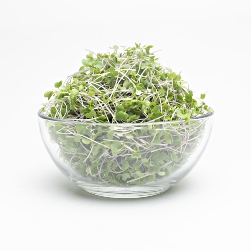 Waltham Broccoli Microgreen seeds, Mầm Bông Cải, Sup Lo