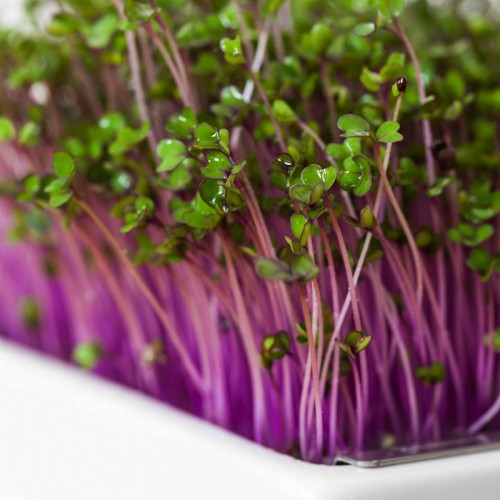 Red Cabbage Microgreen