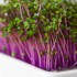 Red Cabbage Microgreen Seeds for Planting (Hạt Mầm Bắp Cải Đỏ)