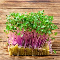 Purple Kohlrabi Microgreen Seeds for Planting (Hạt Mầm Su Hào Tím)