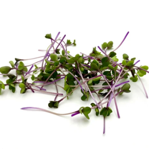 Purple Kohlrabi Microgreens, Mầm Su Tím
