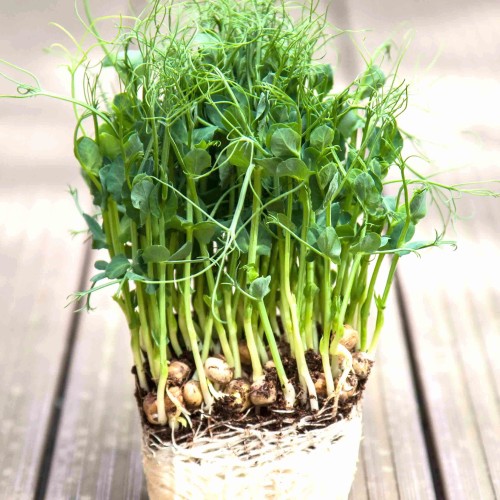 Speckled Pea Microgreen seeds, Mầm Đậu, Rau Mam