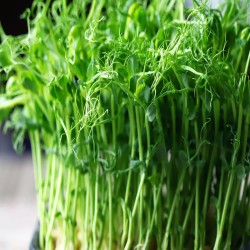Speckled Pea Microgreen Seeds for Planting (Hạt Mầm Đậu)
