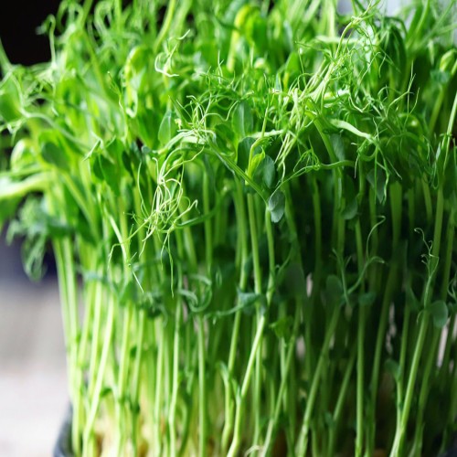 Speckled Pea Microgreens seeds - Mầm Đậu - Rau Mam