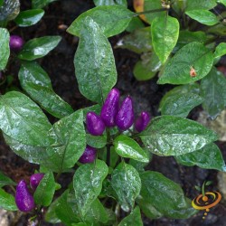 Purple Tiger Hot Pepper Seeds for Planting (Hạt Ớt Tím)