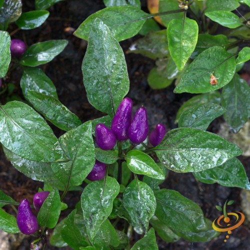 Purple Tiger Hot Pepper seeds - Ớt Tím
