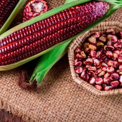 Purple Sweet Corn Seeds for Planting (Hạt Bắp Nếp Tím)