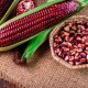 Purple Corn seeds - Bắp Nếp Tím