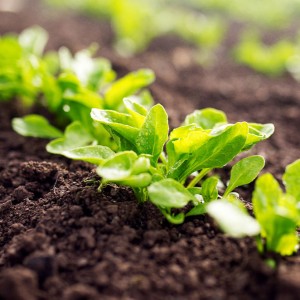 Top 30 principles to build a healthy garden