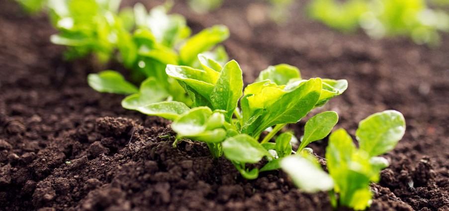 Best Organic Vegetable Seeds for Home & Market Gardens