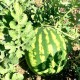 Watermelon seeds - Crimson Sweet - Dua Hau
